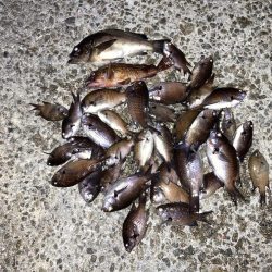 ファミリーフィッシング